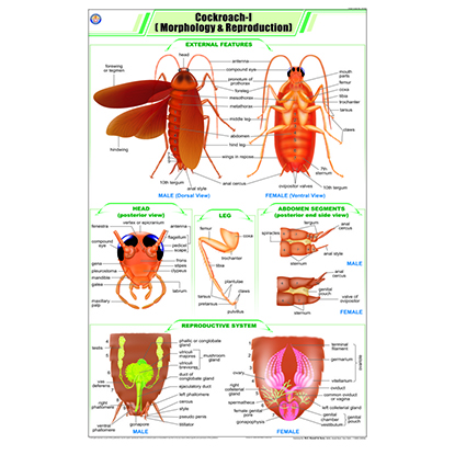 STZ32 Cockroach l Morphology & Reproduction