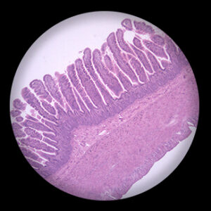 Small Intestine sec