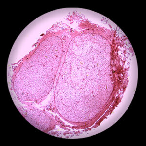 Peripheral Nerve Mammal