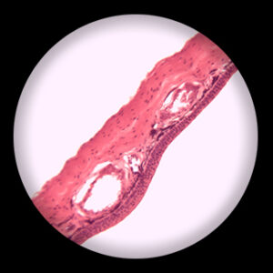 Skin of Frog sec.