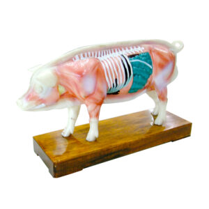 หุ่นจำลองโครงสร้างหมู