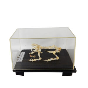 โครงกระดูกสัตว์ ครึ่งบกครึ่งนํ้า (กบ)