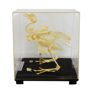 โครงกระดูกสัตว์ปีก (นก)