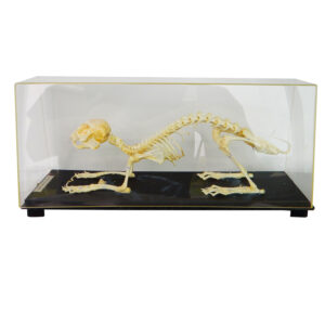 โครงกระดูกสัตว์บก (กระต่าย)