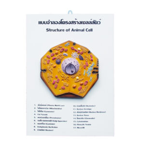 แบบจำลองโครงสร้างเซลล์สัตว์