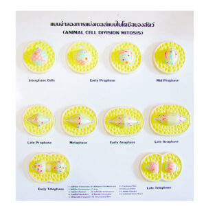 แบบจำลองการแบ่งเซลล์แบบไมโตซีสของสัตว์