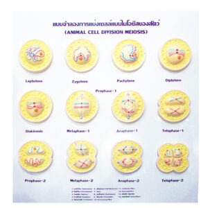 แบบจำลองการแบ่งเซลล์แบบไมโอซีสของสัตว์
