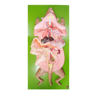 แบบจำลองร่างกายหนูผ่าตามยาว