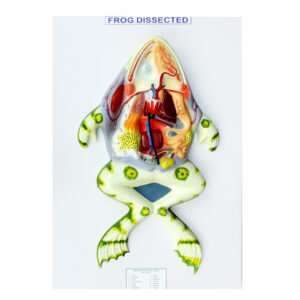 แบบจำลองกบผ่าตามยาว