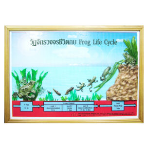 แบบจำลองวัฏจักรวงจรชีวิตกบ