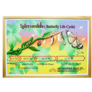 แบบจำลองวัฏจักรวงจรชีวิตผีเสื้อ (Butterfly  Development Cycle)