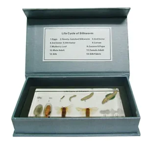วัฏจักรวงจรชีวิตไหมในบล๊อกเรซิ่น (Silkworm Life Cycle in Resin)