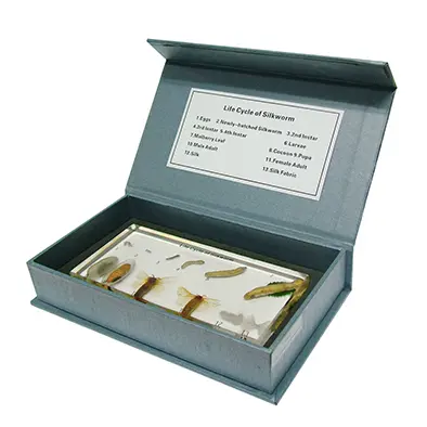 วัฏจักรวงจรชีวิตไหมในบล๊อกเรซิ่น (Silkworm Life Cycle in Resin) - Image 2