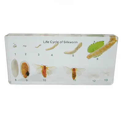 วัฏจักรวงจรชีวิตไหมในบล๊อกเรซิ่น (Silkworm Life Cycle in Resin) - Image 3