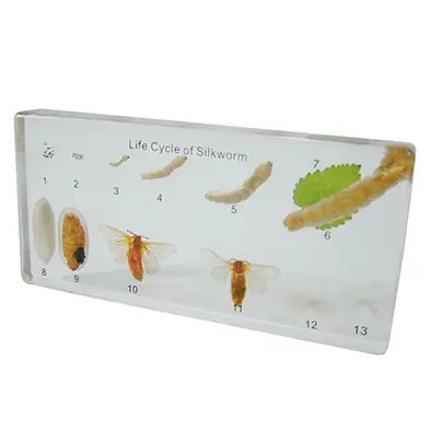 วัฏจักรวงจรชีวิตไหมในบล๊อกเรซิ่น (Silkworm Life Cycle in Resin) - Image 4
