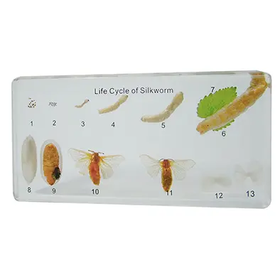 วัฏจักรวงจรชีวิตไหมในบล๊อกเรซิ่น (Silkworm Life Cycle in Resin) - Image 5