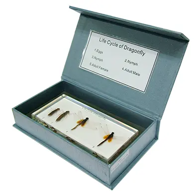 วัฏจักรวงจรชีวิตแมลงปอในบล๊อกเรซิ่น (Dragonfly Life Cycle in Resin) - Image 2