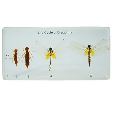 วัฏจักรวงจรชีวิตแมลงปอในบล๊อกเรซิ่น (Dragonfly Life Cycle in Resin) - Image 3