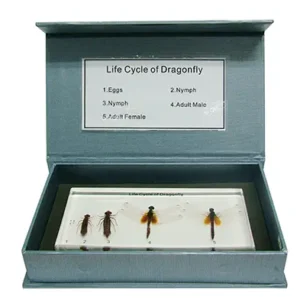 วัฏจักรวงจรชีวิตแมลงปอในบล๊อกเรซิ่น (Dragonfly Life Cycle in Resin)
