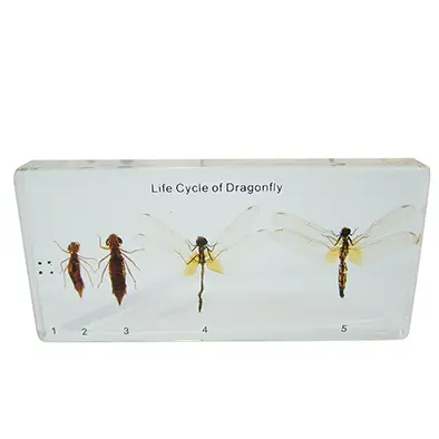 วัฏจักรวงจรชีวิตแมลงปอในบล๊อกเรซิ่น (Dragonfly Life Cycle in Resin) - Image 4