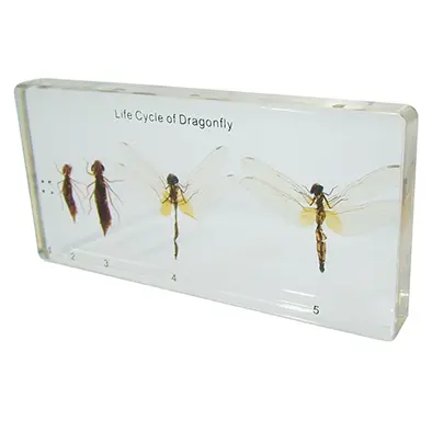 วัฏจักรวงจรชีวิตแมลงปอในบล๊อกเรซิ่น (Dragonfly Life Cycle in Resin) - Image 5