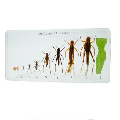 วัฏจักรวงจรชีวิตตั๊กแตนในบล๊อกเรซิ่น (Grasshopper Life) - Image 2