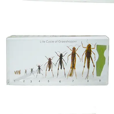 วัฏจักรวงจรชีวิตตั๊กแตนในบล๊อกเรซิ่น (Grasshopper Life) - Image 3