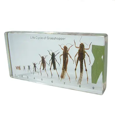 วัฏจักรวงจรชีวิตตั๊กแตนในบล๊อกเรซิ่น (Grasshopper Life) - Image 4