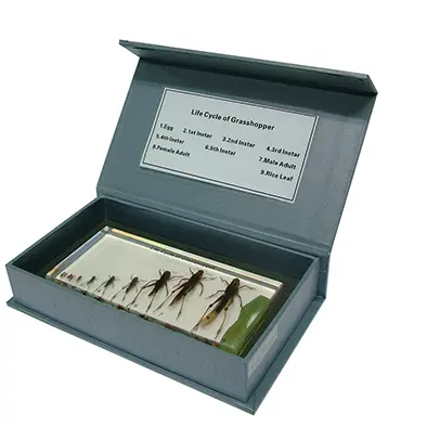 วัฏจักรวงจรชีวิตตั๊กแตนในบล๊อกเรซิ่น (Grasshopper Life) - Image 5