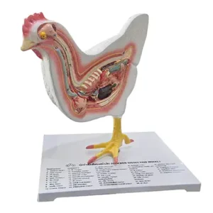 หุ่นจำลองโครงสร้างไก่