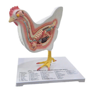 หุ่นจำลองโครงสร้างไก่
