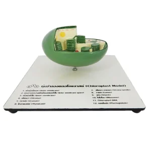 Chloroplast Model