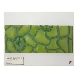 Leaf Stomata Model