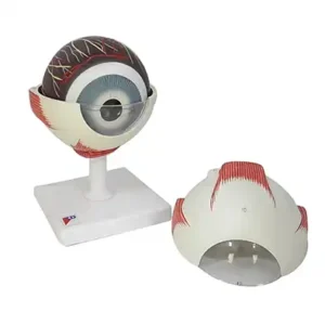 Human Eye Model