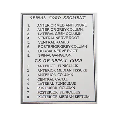 หุ่นจำลองกระดูกไขสันหลัง (Vertebral and Partial Spinal Cord Model) - Image 2