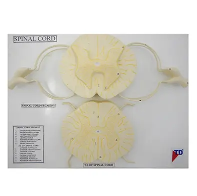 หุ่นจำลองกระดูกไขสันหลัง (Vertebral and Partial Spinal Cord Model) - Image 3