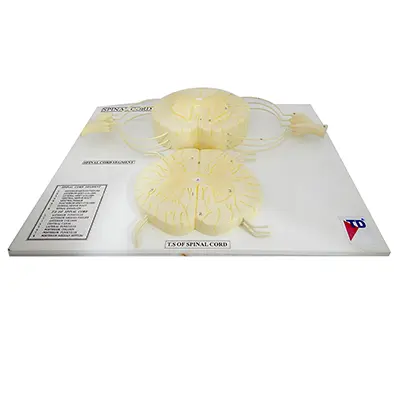 หุ่นจำลองกระดูกไขสันหลัง (Vertebral and Partial Spinal Cord Model) - Image 4
