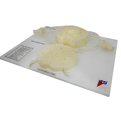 หุ่นจำลองกระดูกไขสันหลัง (Vertebral and Partial Spinal Cord Model) - Image 5