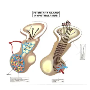 Pituitary Gland Model