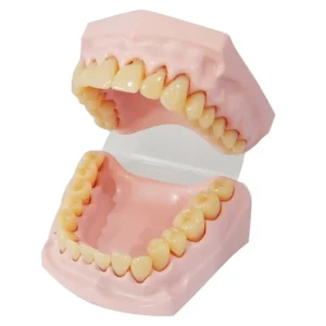 Dental Care Model