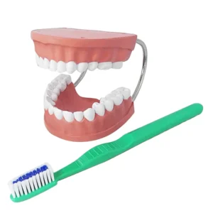 Dental Care Model (Large)
