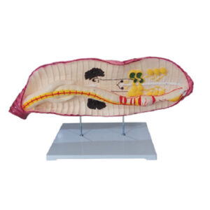 หุ่นจำลองไส้เดือน