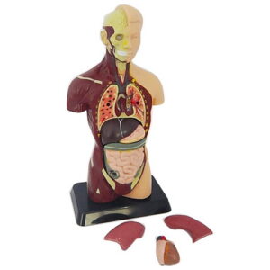 หุ่นจำลองแสดงอวัยวะภายในมนุษย์ 27 ซม (Human Anatomy Model 27 cm) ถอดประกอบ