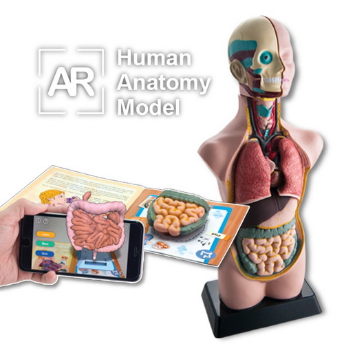 หุ่นจำลองร่างกายมนุษย์พร้อมโปรแกรมภาพ 3 มิติ 50 ซม. (Human Anatomy Model 50 cm. AR Edition)
