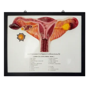 Human Eggs Development