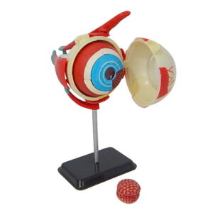 หุ่นจำลองดวงตา (Human Eye)