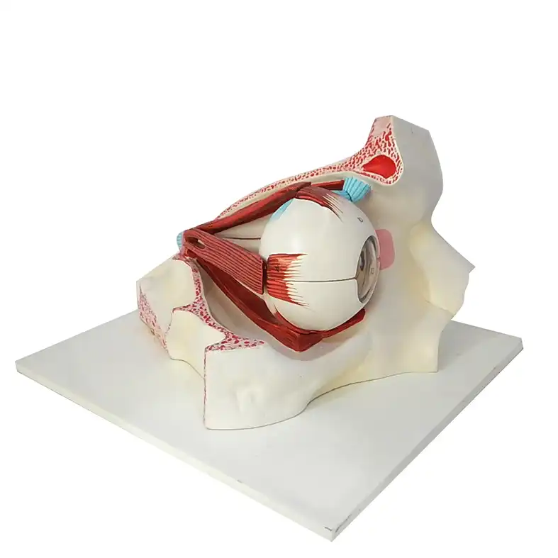Human Eye With Muscles Model