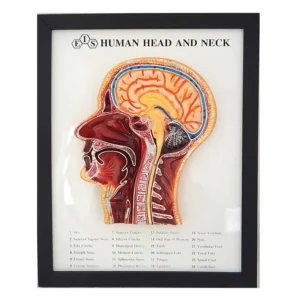 Human Head and Neck