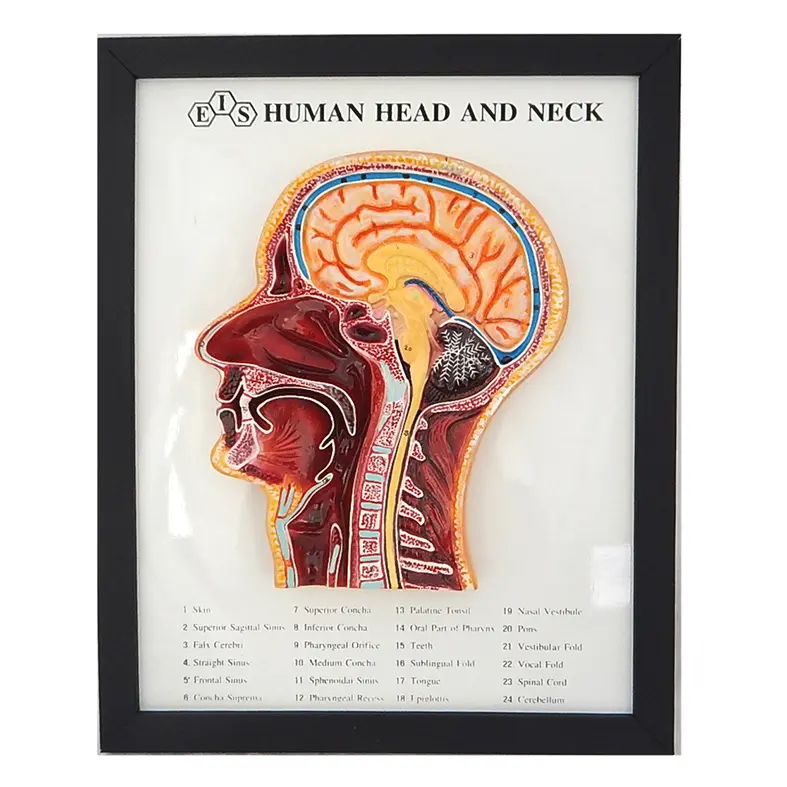 Human Head and Neck