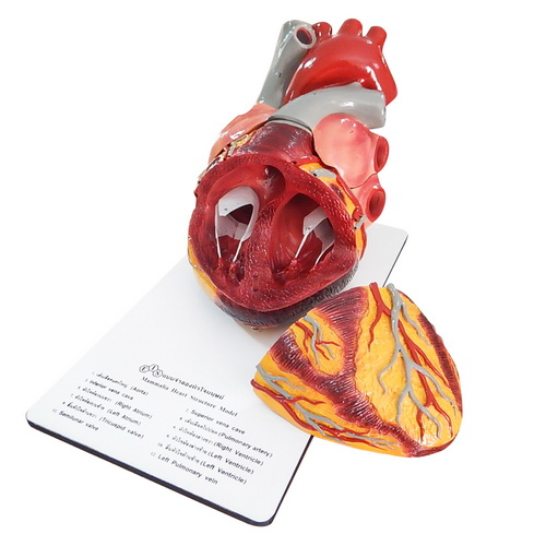Human Heart Model : Extra – Large